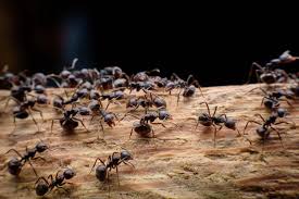 Ants Control