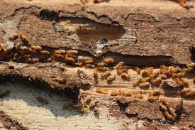 Termites Control